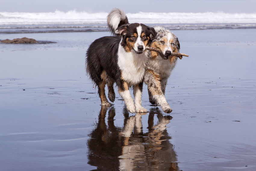 Two Australian Shepherd Dogs holding the same stick on the beach