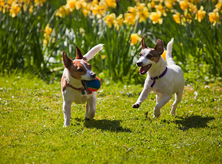 Two Jack Russells Terriers playing