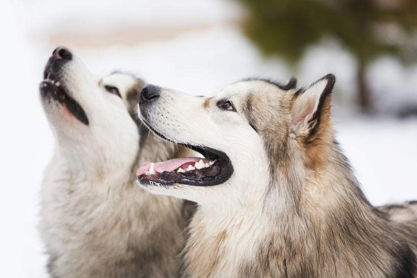 Zwei Siberian Huskys kommunizieren miteinander und mit ihrem Besitzer