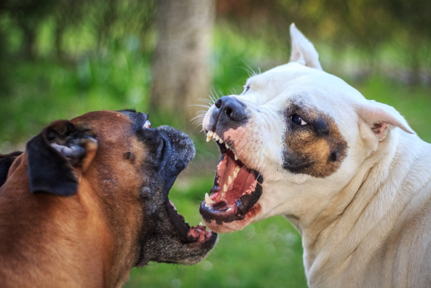 Zwei kämpfende Hunde