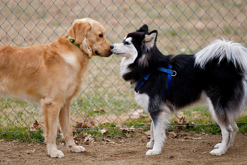 Zwei Hunde stellen sich gegenseitig vor und machen sich mit dem Geruch des anderen vertraut
