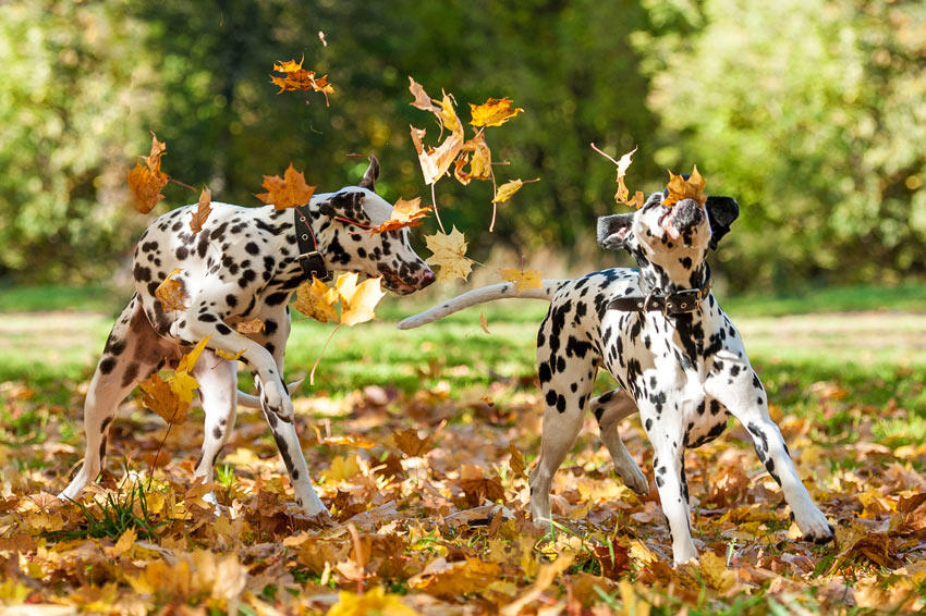 Zwei süße, reinrassige Dalmatiner spielen im Laub 