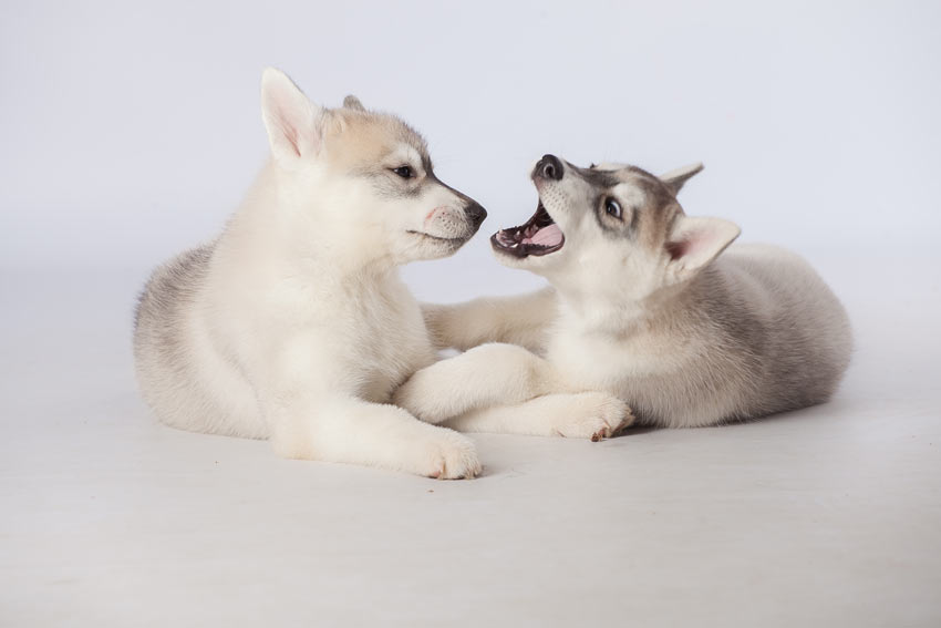 Zwei junge Husky Welpen beißen sich spielerisch 