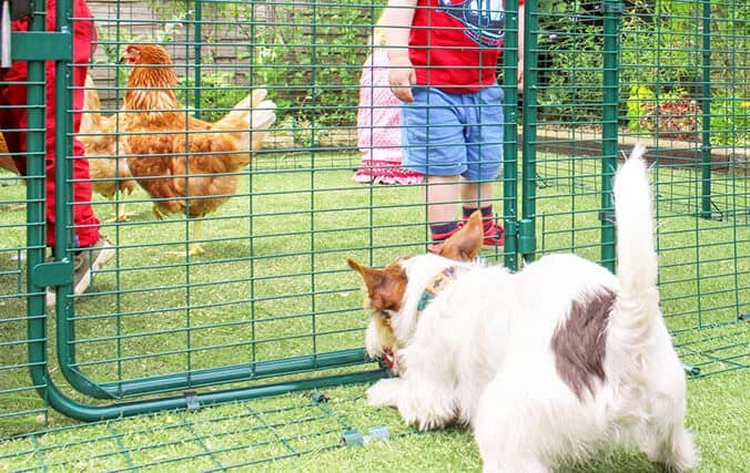 Un perro que no puede llegar a una gallina que se encuentra en el interior del recinto