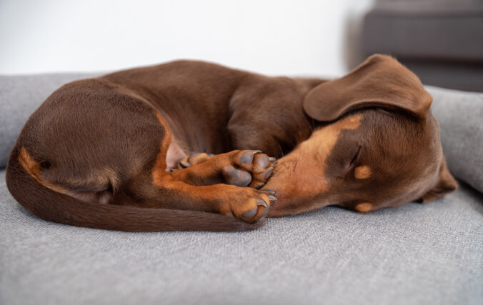 Your dog will enjoy long undisturbed naps on the Omlet Bolster Beds.