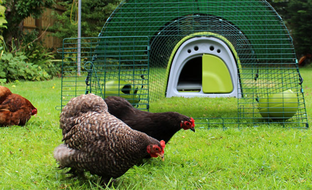 Ein grüner Eglu Classic Hühnerstall  sieht im Garten großartig aus und Ihre Hühner werden es einfach nur lieben!
