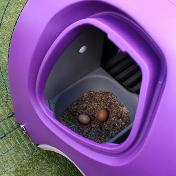 To frisklagte æg i redekassen i en lilla Eglu Classic
