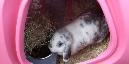 Rabbit eating inside the Eglu rabbit house.