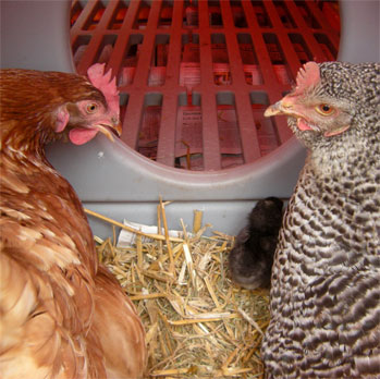 Det er nemt at skifte bundmateriale i hønsehuset, og hønsene vil sætte stor pris på det
