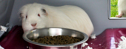 A guinea pig eating from the food bowl