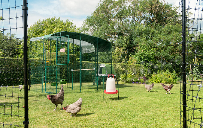 Hühner genießen den Garten außerhalb des begehbaren Geheges.