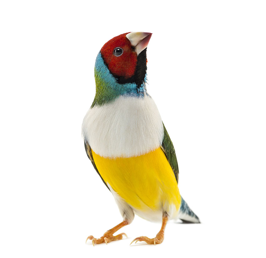 Gouldian finch looking-up
