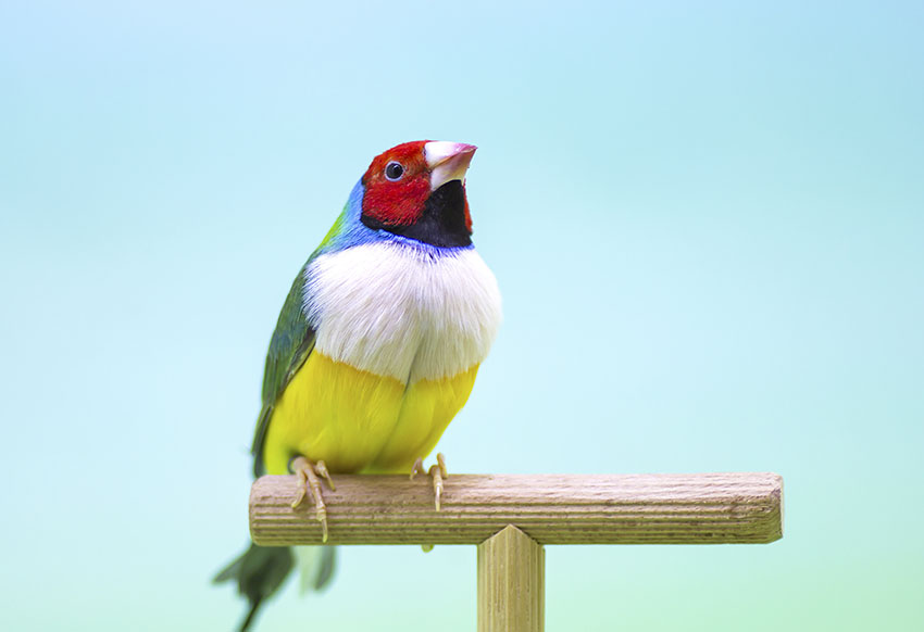Gouldian finch on a perch