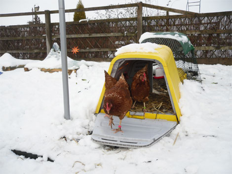 Ein gelbes Eglu Go bietet den Hühnern auch bei Schnee einen gemütlichen Ort