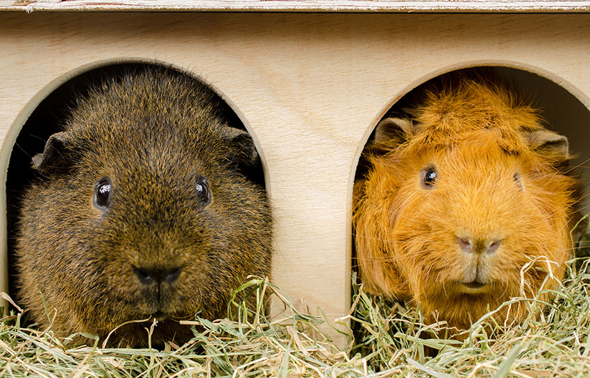 Guinea pig chums in hay box