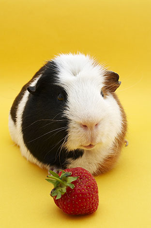 Guinea pig eating a strawberry