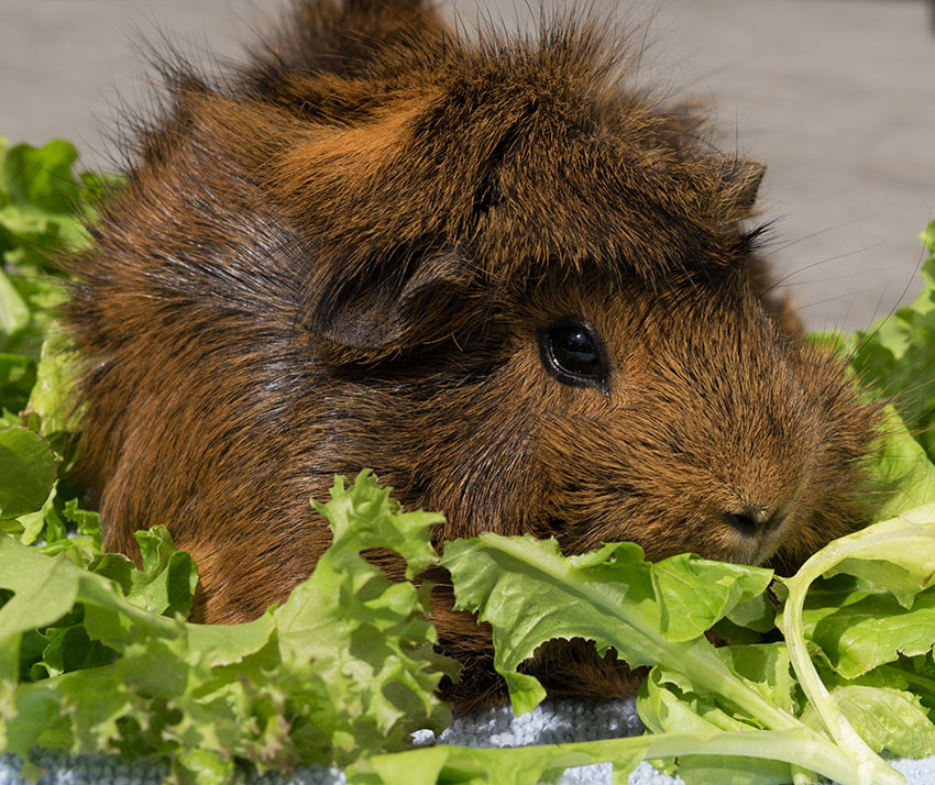 Guinea pig with lettuce