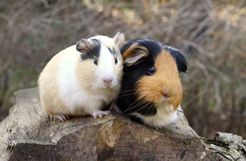Guinea pigs out in the open