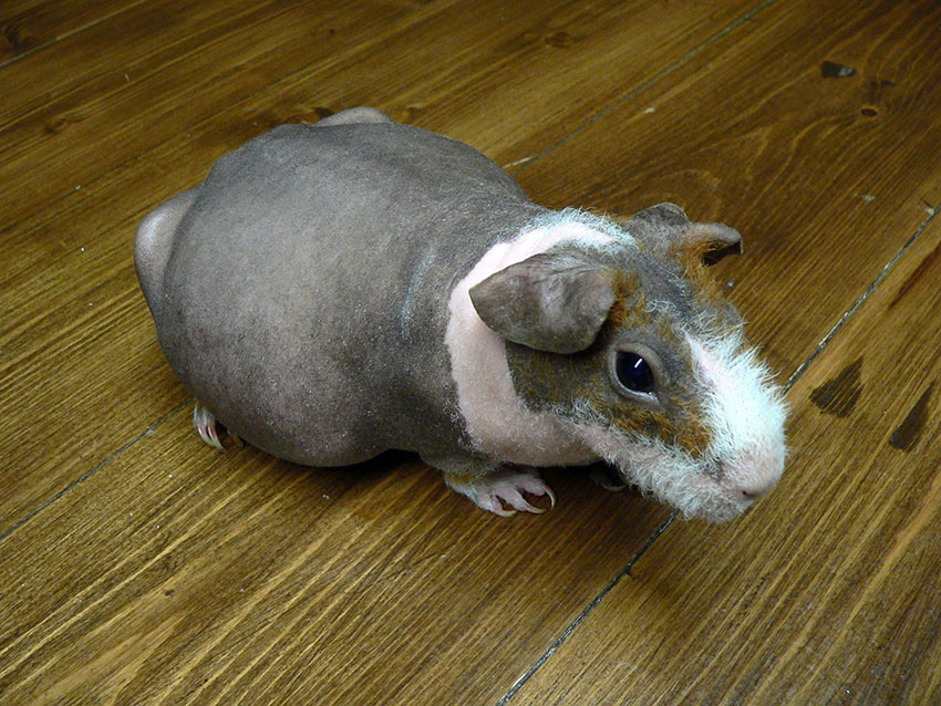 Hairless guinea pig