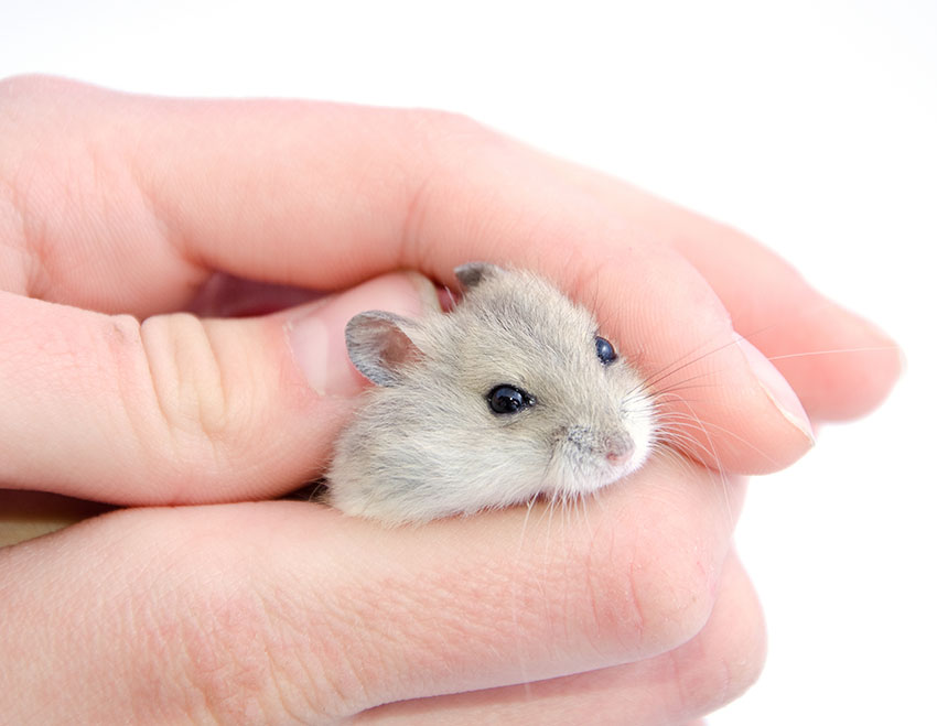 Holding a hamster