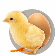 Informationen zur Hühnerzucht