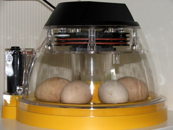 Ein Inkubator, der zu Hause aufgebaut wurde.
