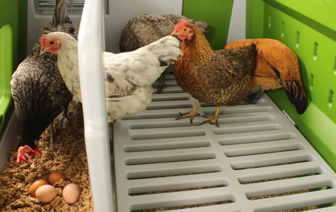 Beherbergen Sie bis zu 6 große Hennen in diesem großen Hühnerstall