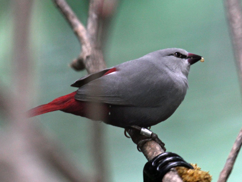 Lavender waxbill with leg ring