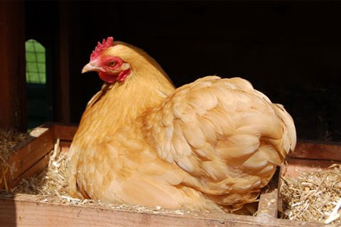 Eine brütende Henne, die auf einem Nest sitzt.