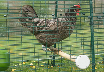 Eine Henne auf einer Hühnerstange im Auslauf des Eglu Cube