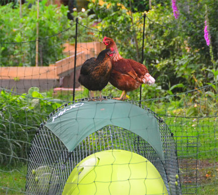 Gingernut Ranger og Miss Pepperpot sidder ovenpå deres Eglu hønsegård