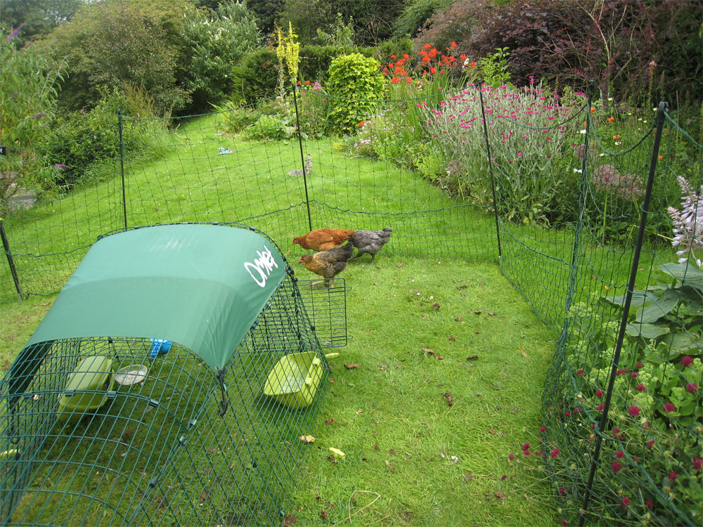 You can use the Omlet Chicken Fencing to keep your chickens out of your flower beds