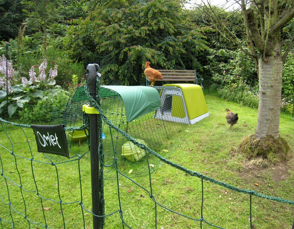 Le filet à poules d'Omlet permet à vos poules d'explorer un peu plus le jardin tout en les maintenant à l'écart de vos fleurs