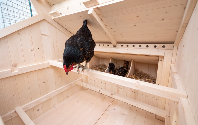 The chickens can choose to roost on one of three carefully designed perches inside the coop.