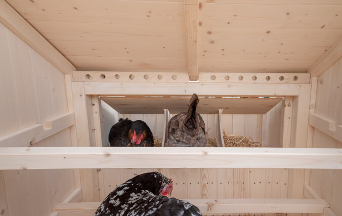 Il pollaio Lenham è studiato per permettere all'aria fresca di passare nel pollaio senza creare pericolose correnti d'aria.