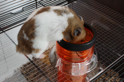 Ein Hamster betritt die Lift 'n' Twist Tube™ Röhre, welche die beiden Ebenen miteinander verbindet.