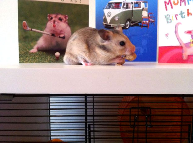 Le hamster se trouve au sommet de sa cage Qute.