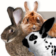 Kaninchenrassen