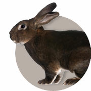 Informatie over konijnen