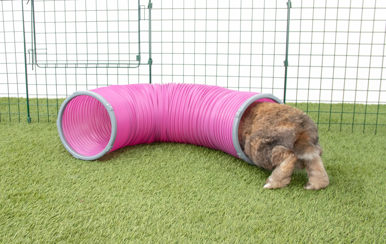 Rabbit going in Zippi Play Tunnel