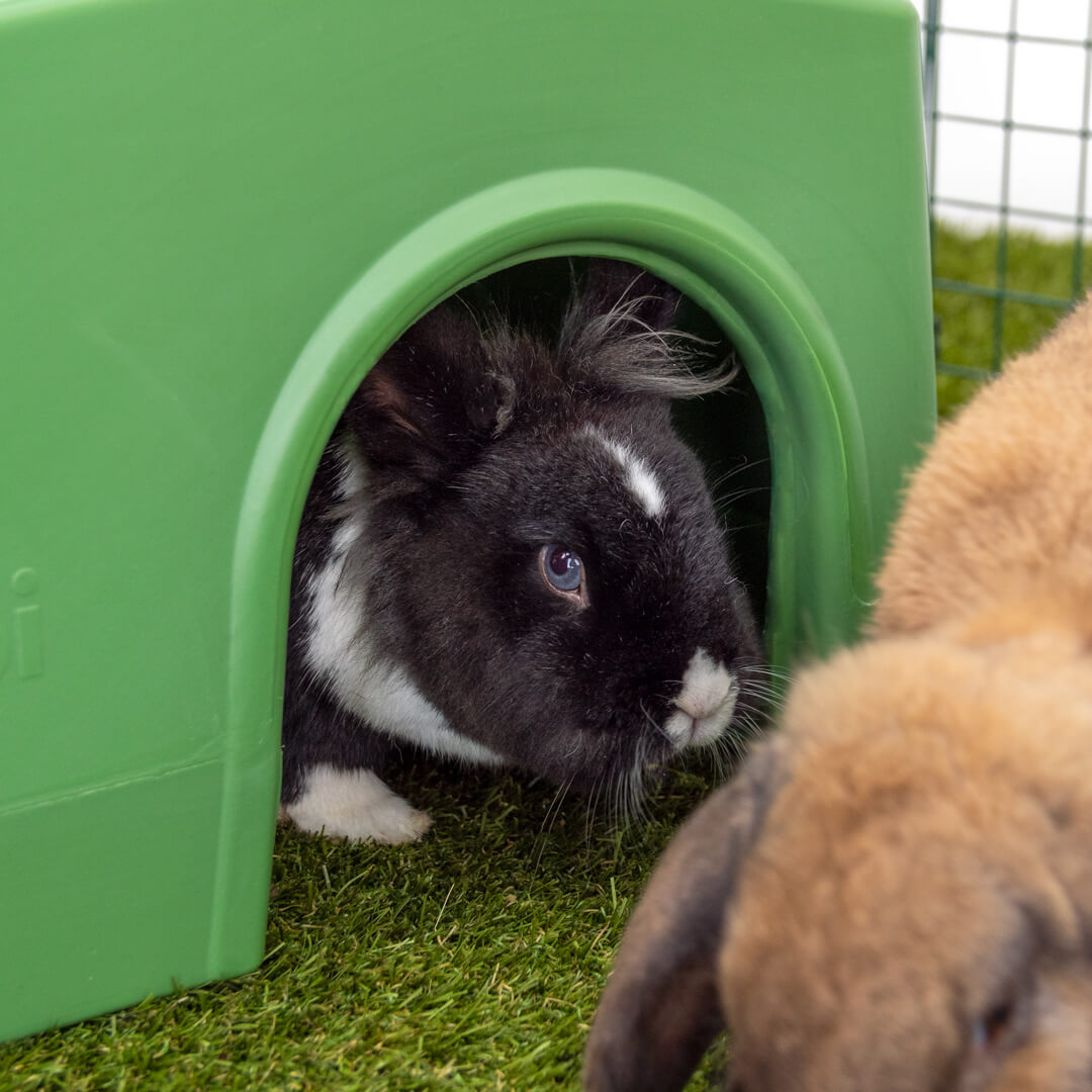 Zippi refugio para conejos verde
