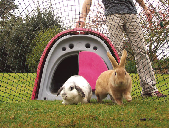 Rabbits inside the run of an Eglu rabbit house.