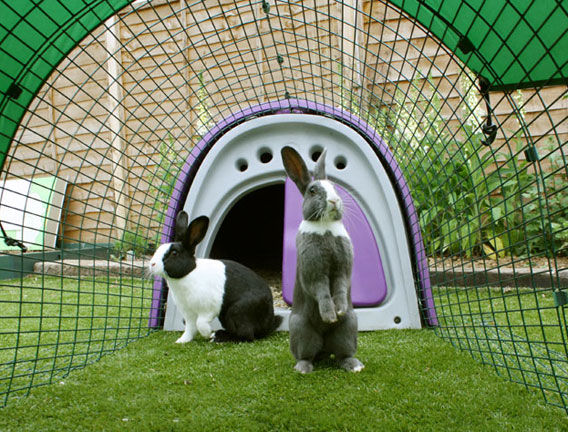 Rabbits inside the run of an Eglu rabbit house.