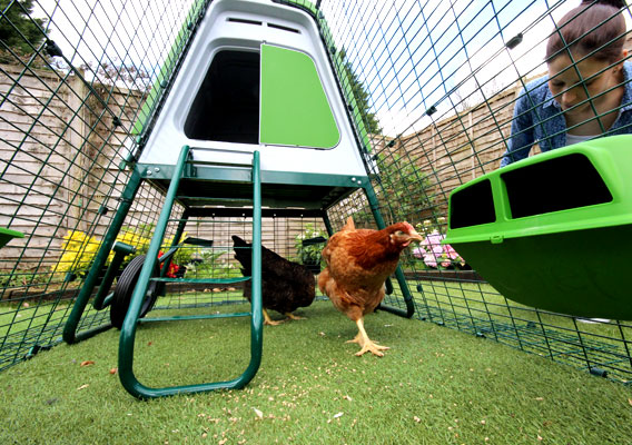 Dans leur enclos à poules Omlet, vos poules seront en sécurité et protégées contre toutes les menaces extérieures