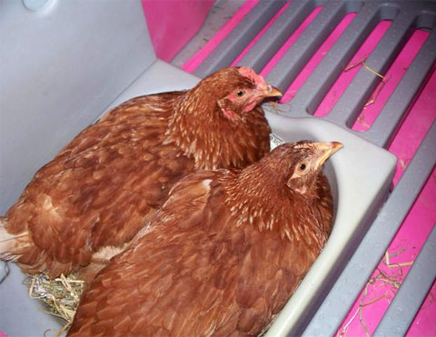 Zwei Hennen, die auf den Eiern sitzen in einem Hühnerstall Eglu Classic