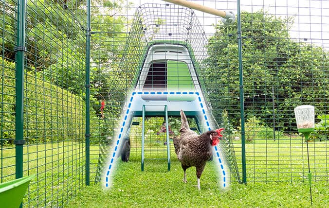 Forbind et Eglu hønsehus til walk-in gården.