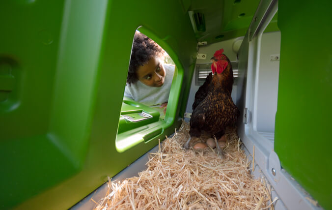 niño mirando a la gallina que pone huevos en un gallinero verde