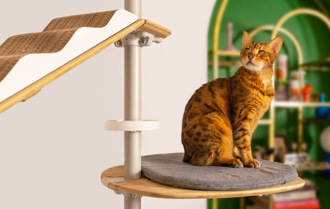 A short haired Bengal sitting on a cat tree