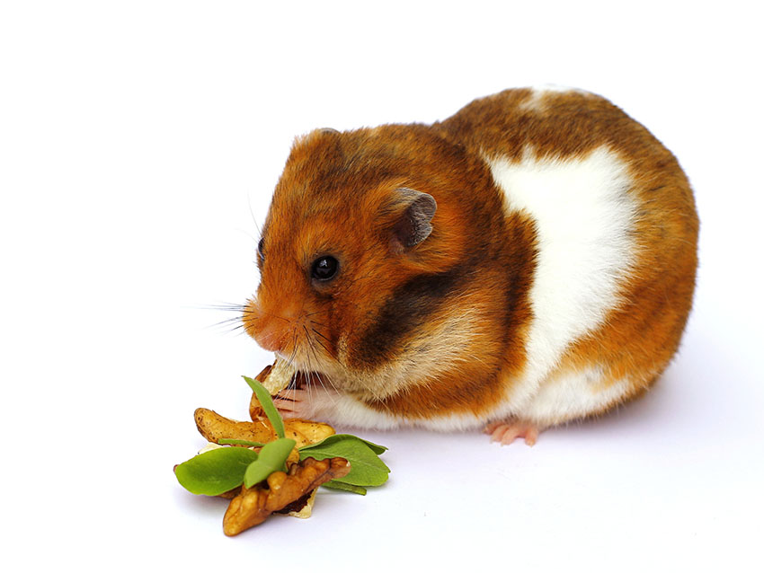 Att se till att din hamster får i sig alla vitaminer och mineraler de behöver hjälper dem att hålla infektioner borta