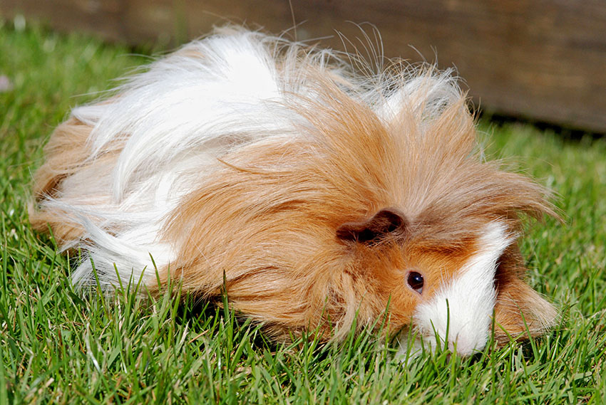 a guinea pig with long hair